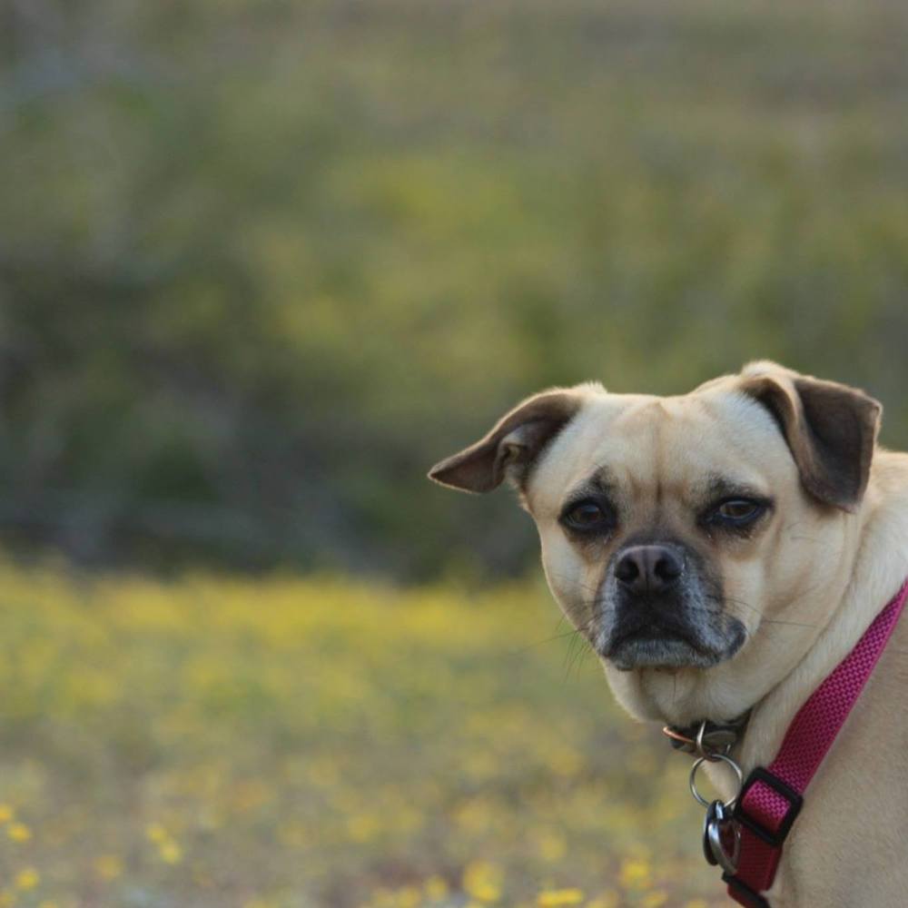 Meet your Posher, Pam